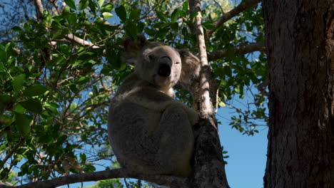 koala bear on a tree