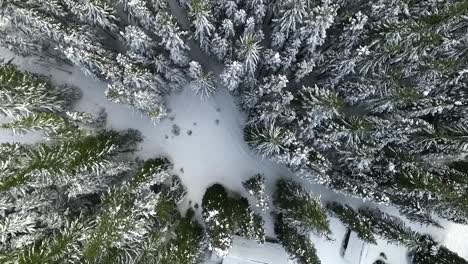 Aerial-over-a-snow-covered-forest-with-cabins-nearby