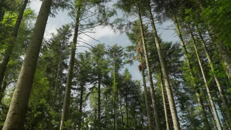 Grüner-Wald-Am-Morgen-Mit-Moos