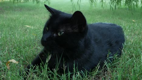 kat in het gras.