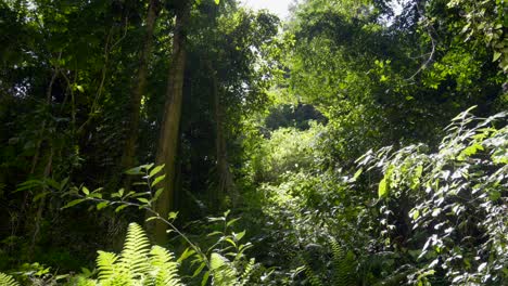 Los-Helechos-Se-Mecen-Con-El-Viento-En-El-Sotobosque-Del-Bosque-Tropical-A-La-Sombra-De-árboles-Altos,-Frondas-Y-Enredaderas.