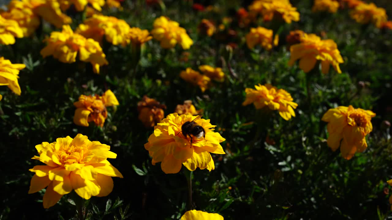 Ape che raccoglie polline su fiori da giardino giallo brillante alla luce naturale del sole con uno sfondo sfocato.