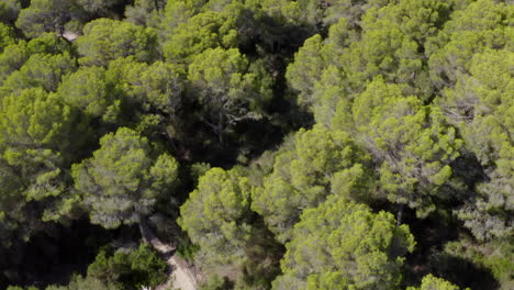 AERIAL:-Over-Green-Jungle-Forest-on-Mallorca-Island-Sunny-Weather,-Sunshine