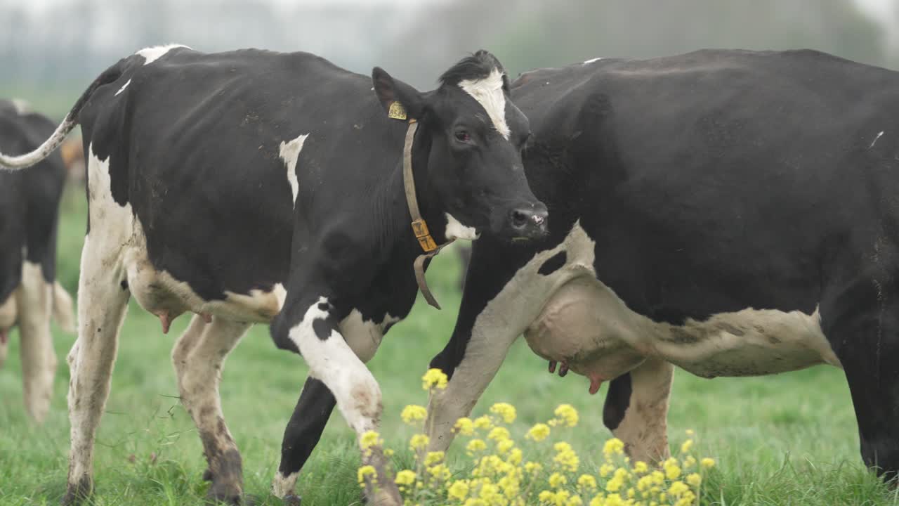 Mucche olandesi felici rilasciate nel campo in primavera, che danzano di gioia.