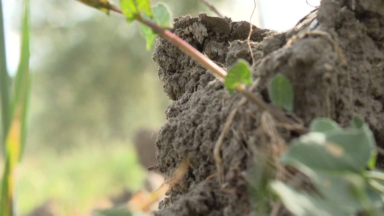 Close-up of plant roots and dirt