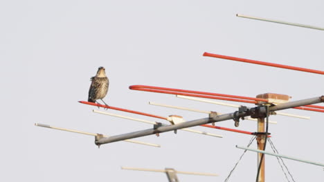 una toma fija de un zorzal oscuro marrón parado en una antena yagi-uda en tokio, japón