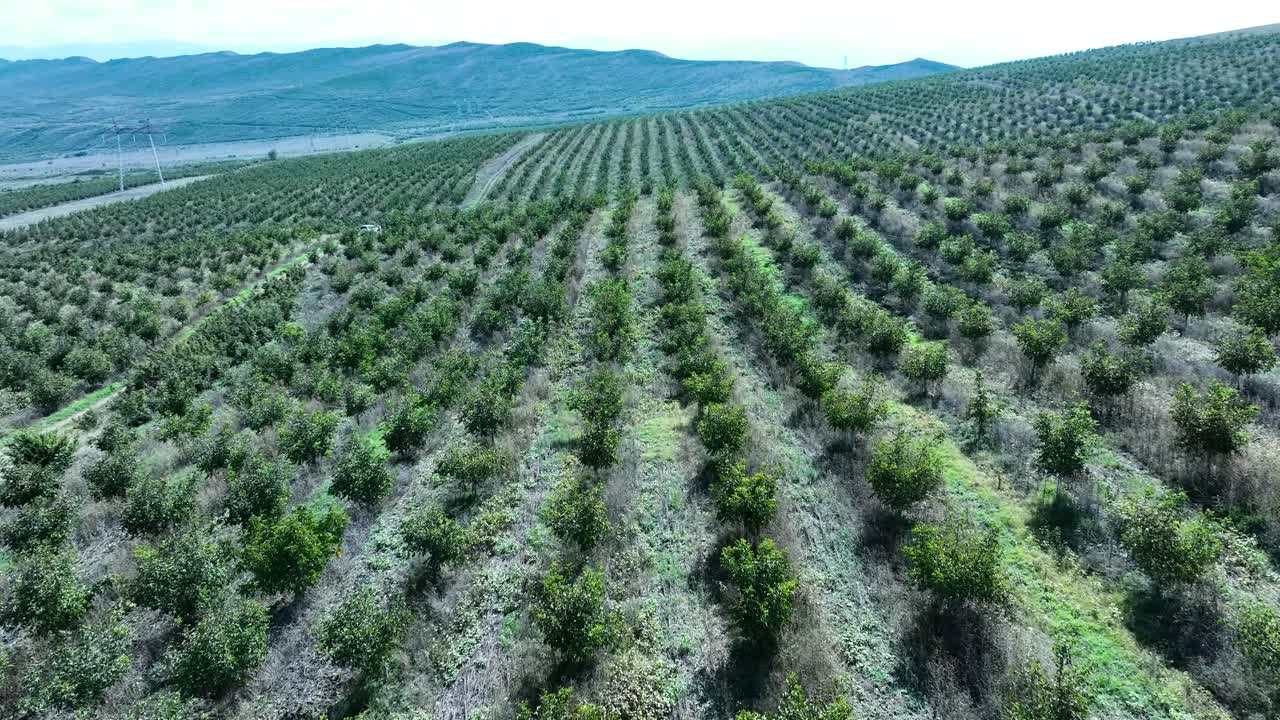 A panoramic view of a growing orchard, showcasing young trees planted in an orderly manner with distant mountains framing the backdrop. The greenery of the trees contrasts