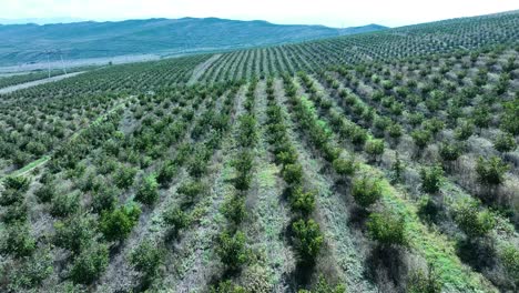 a panoramic view of a growing orchard, showcasing young trees planted in an orderly manner with distant mountains framing the backdrop. the greenery of the trees contrasts