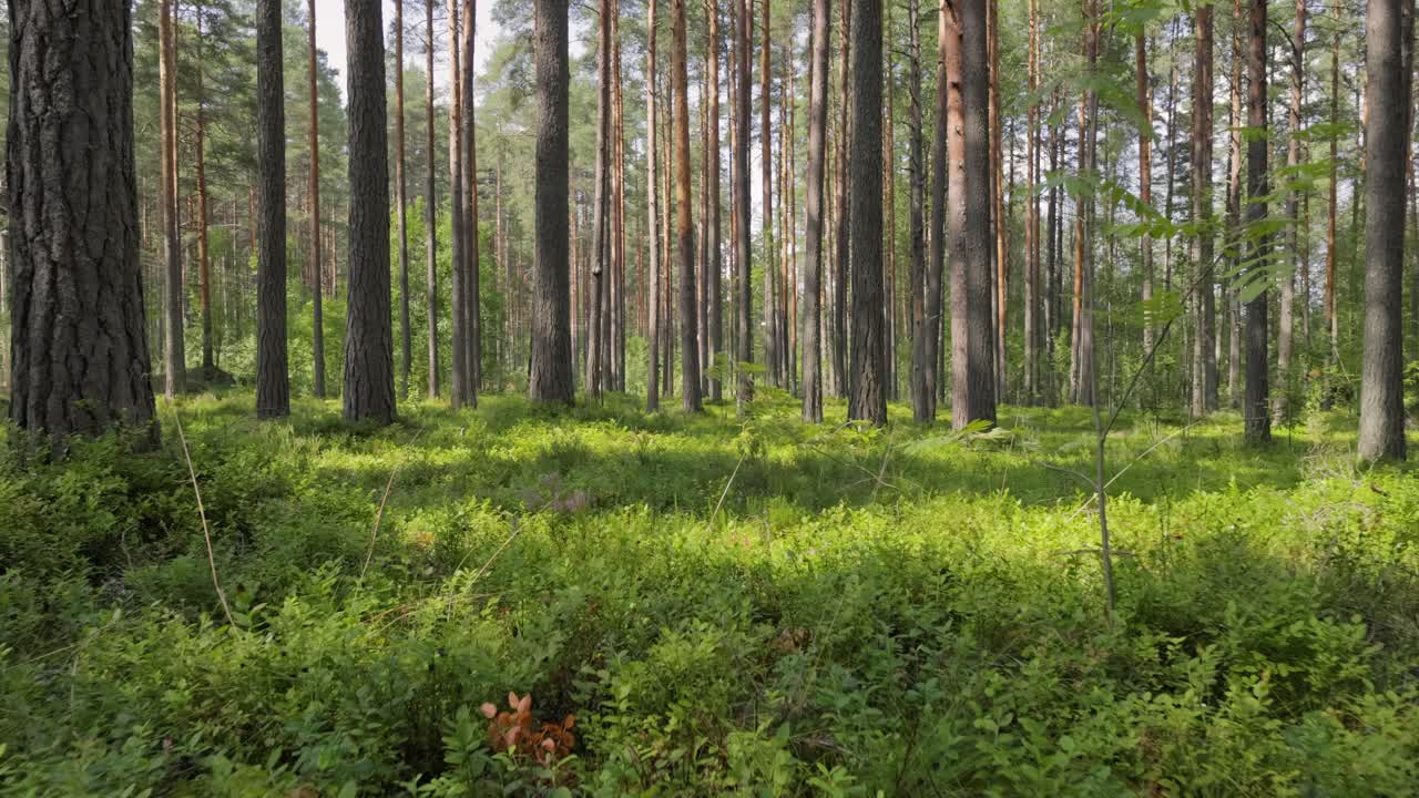 Vista aerea della foresta. La telecamera si muove in prima persona attraverso il fitto bosco di una pineta