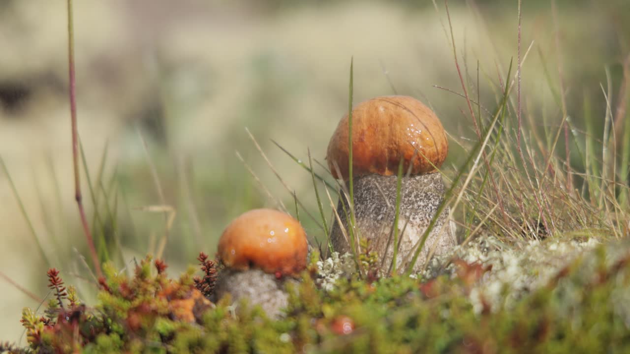 Beautiful boletus edulis mushroom in arctic tundra moss. White mushroom in Beautiful Nature Norway natural landscape. Mushrooms season.