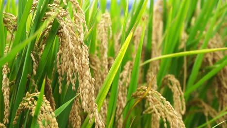 Primer-Plano-De-Plantas-De-Arroz-Dorado-Bajo-El-Cielo-Azul