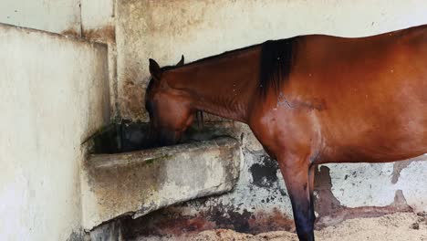 Old-horse-drinking-water-at-the-barn-4K