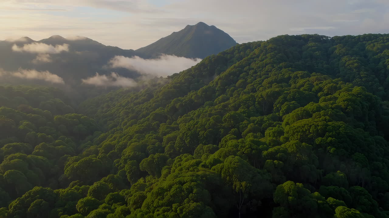안개가 가득한 산 숲
