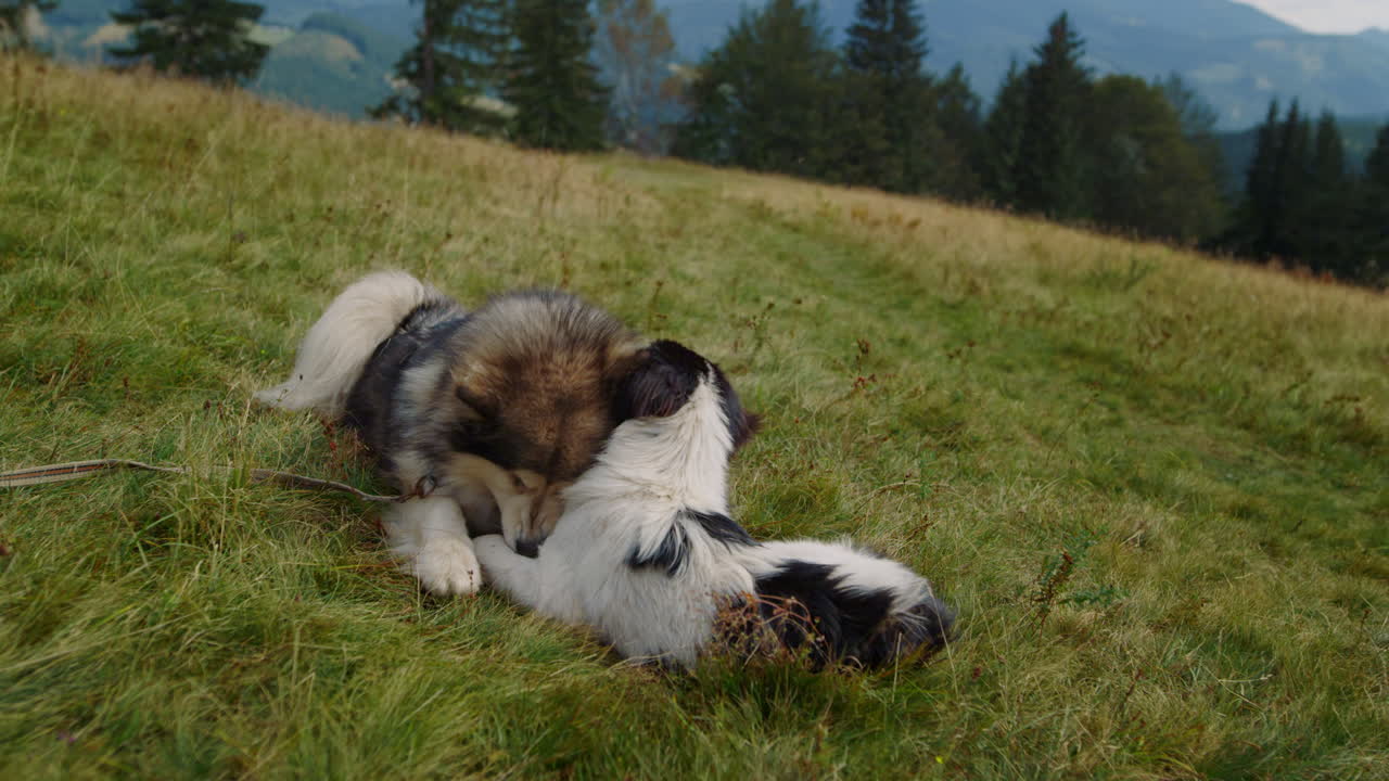 dos perros jugando mentir montañas verdes pendiente de cerca. animales mordiéndose entre sí