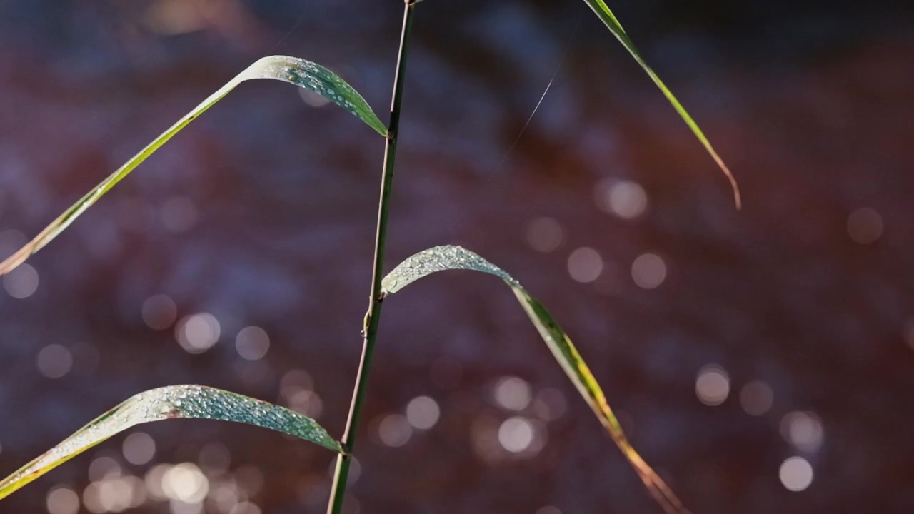 A river reed plant in focus with water flowing behind out of focus