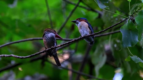 mother on the left then the male fledgling on the right facing each other while they wait for the male parent to bring food, banded kingfisher lacedo pulchella, thailand