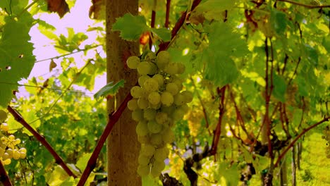 uva moscatel amarilla madura en una vid