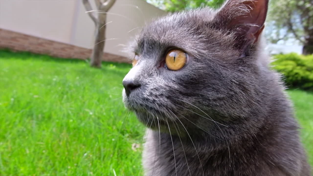 Close up of a British Shorthair cat yawning outside