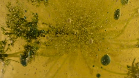 experimento de botánica líquida con elementos más oscuros introducidos en burbujas y escombros profundidad 60 fps