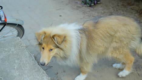 rough collie dog comes for treat to his owner, pov view