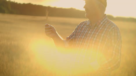 senior adult farmer takes his hands on the wheat spikes and examines them while studying at sunset in a cap in slow motion