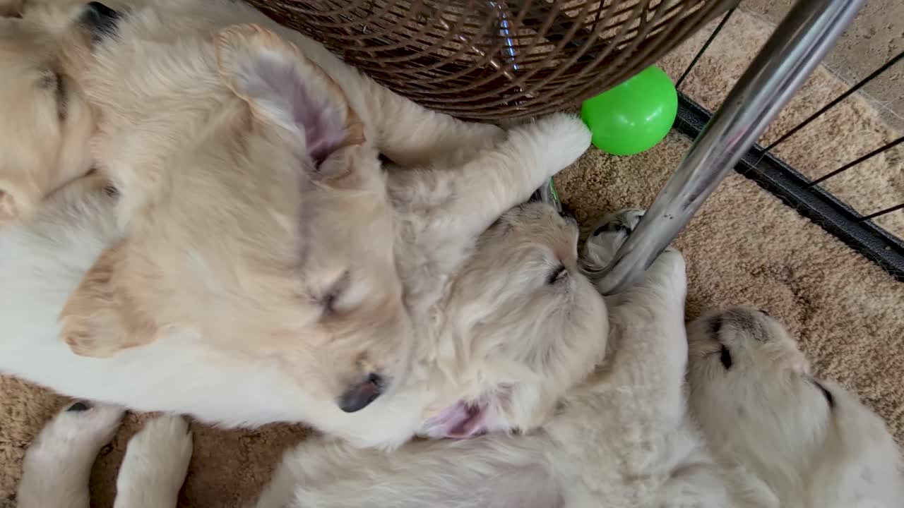 실내 바닥 팬 가까이에 앉아 골든 리트리버 강아지