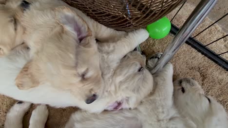 cachorros golden retriever sentados cerca del ventilador de piso en el interior