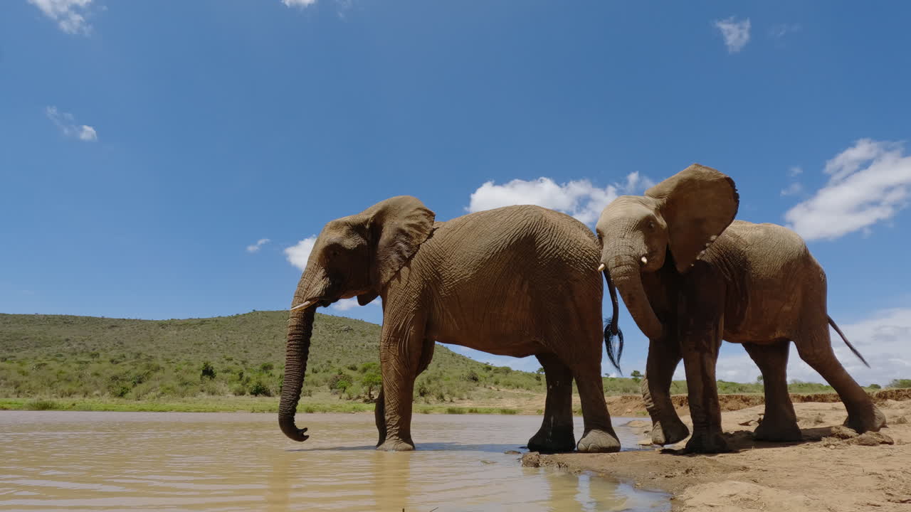 Par de elefantes-da-savana africanos bebendo