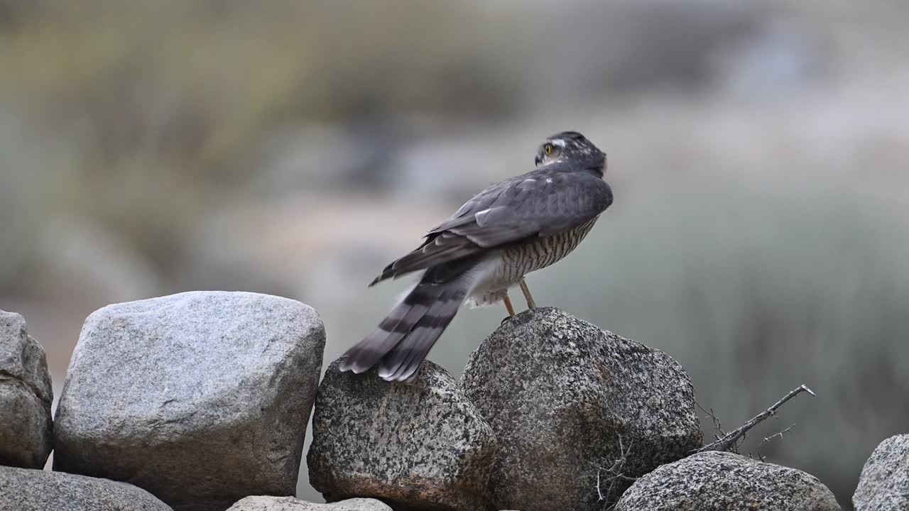 유라시아 새끼 독수리 가 바위 벽 에 앉아 있다
