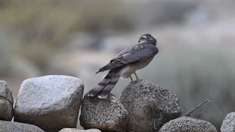 Eurasian-sparrow-hawk-perching-on-wall-of-Rock