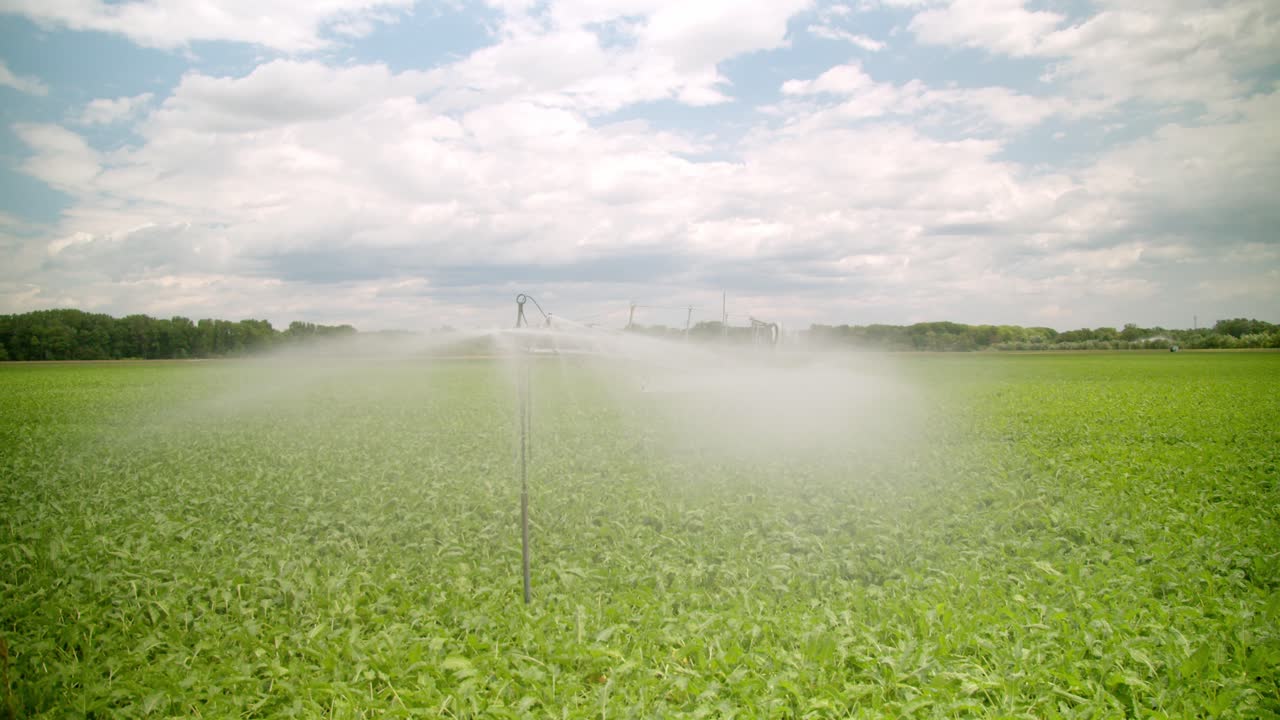 Innaffiare verdure nel campo usando un irrigatore in campagna.