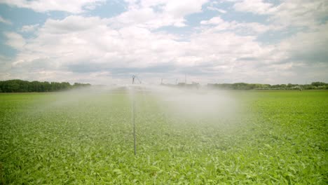 watering vegetables in the field using water sprinkler in the countryside