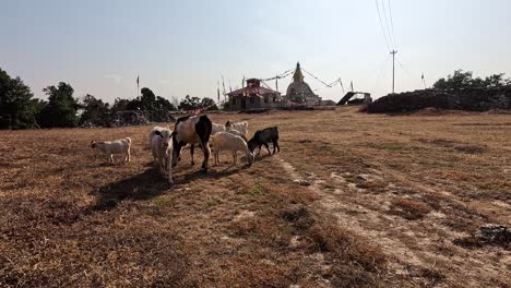 Cows-and-goats-on-a-meadow-in-front-of-white-stupa-with-prayer-flags-on-the-horizon