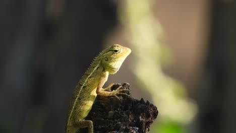 lagarto en la madera - esperando comida