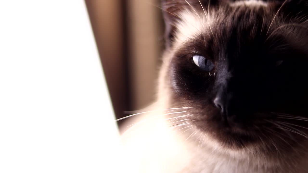 Close up of siamese cat with blue eyes
