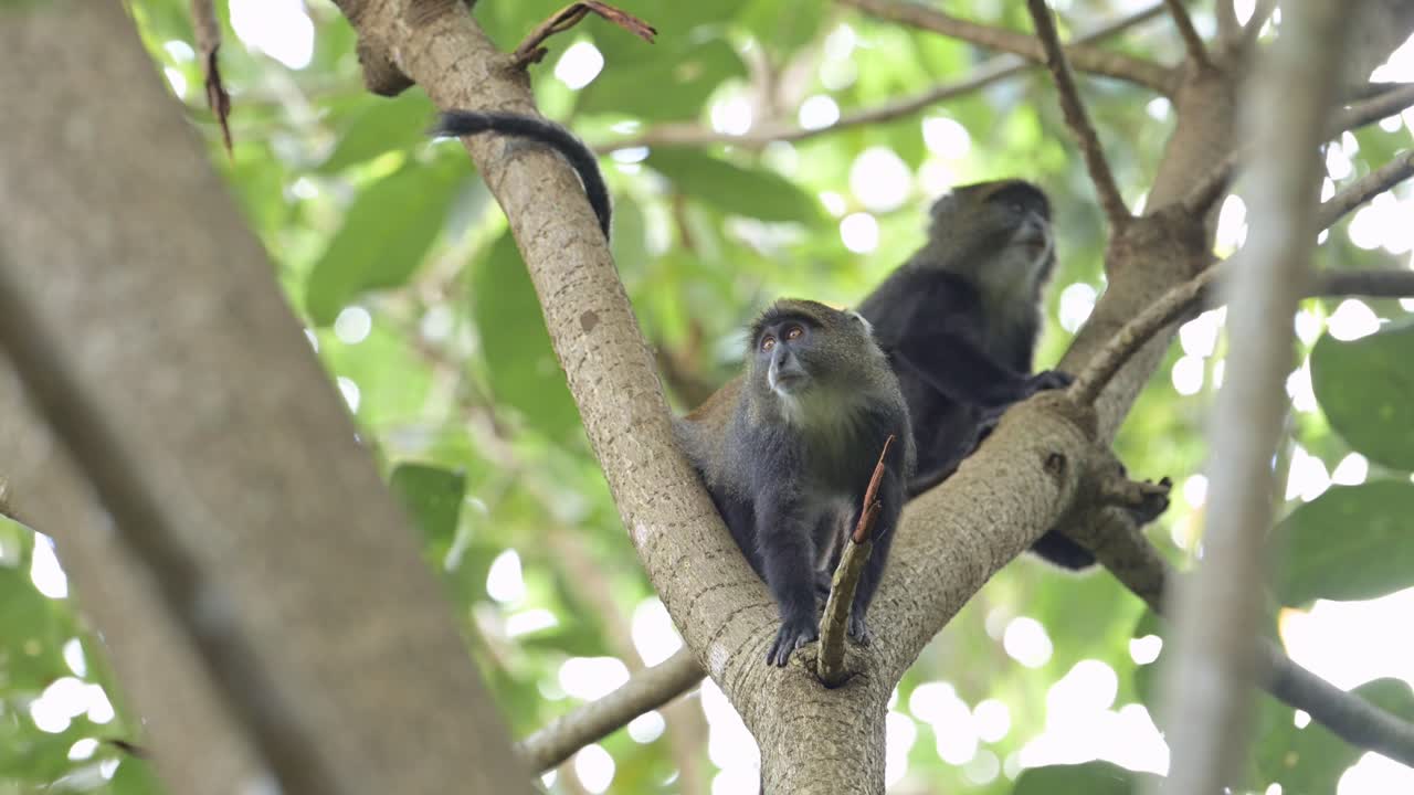 mono en cámara lenta en un bosque escalando un árbol en áfrica en el parque nacional de kilimanjaro en tanzania en un safari de vida silvestre y animales africanos, monos azules en una rama de árbol escalando ramas