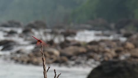 las alas de la libélula del lago...
