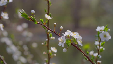 close-up of branches covered with flowering colors