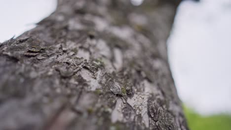 smooth camera movement along an apple tree bark. macro close-up. concept of tree health and gardening.