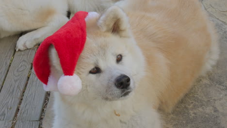 Perro-Akita-Inu,-Mostrando-Expresiones-Divertidas-Mientras-Solicita-Encantadoramente-Regalos-De-Navidad,-Creando-Una-Escena-Encantadora-Y-Entretenida.