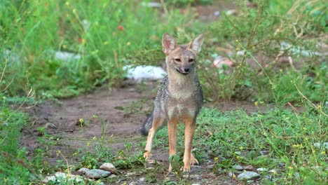 A-Pampas-Fox-in-a-field-of-flowers-looking-at-camera-in-Merlo,-San-Luis,-Argentina