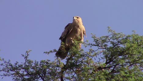 Tawny-Eagle,-pale-morph-vocalizes-in-African-acacia-tree,-close-up-shot