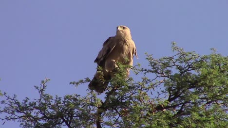 águila-Leonada,-Morfo-Pálido-Vocaliza-En-Acacia-Africana,-Primer-Plano