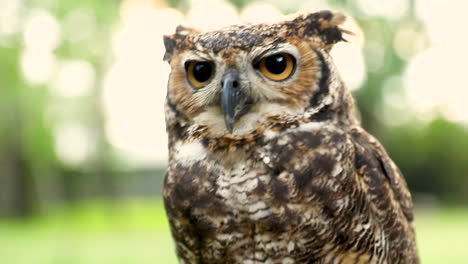 close-up of the face of a great horned owl