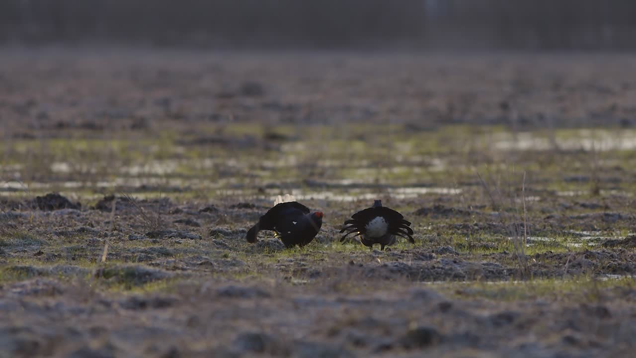 이른 아침에 검은 뇌조 사육 레크 싸움