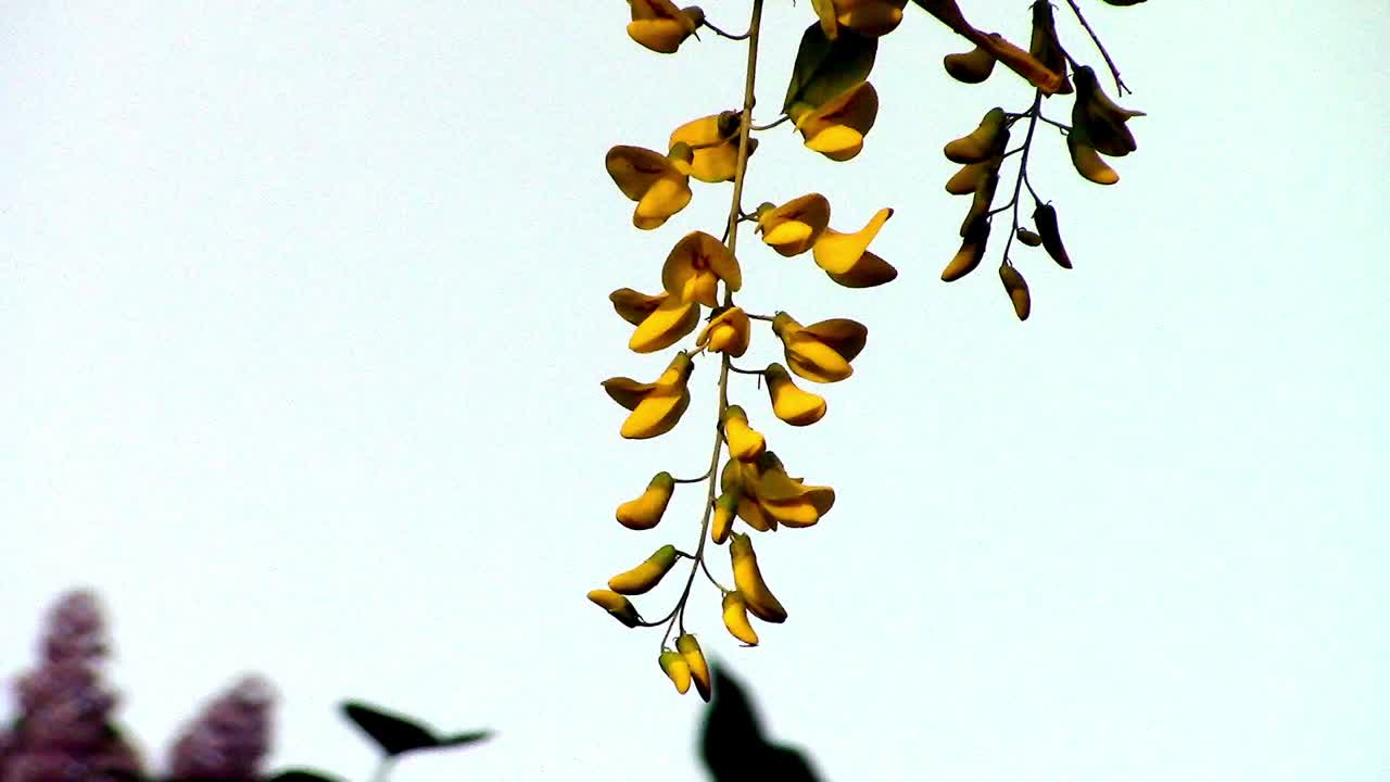 Close up of Yellow Laburnum flowers against a pale coloured sky