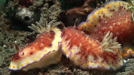 3 nudibranchs chromodoris collingwoodi on sandy bottom, one crawl between the other two