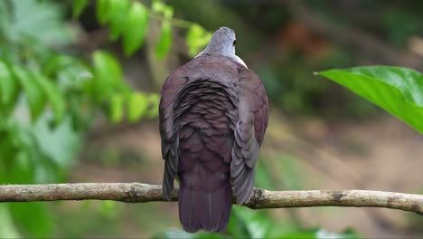 Paloma-Terrestre-Macho-De-Santa-Cruz,-Pampusana-Sanctaecrucis-Con-Plumas-Hinchadas,-Posado-En-La-Rama-De-Un-árbol-Y-Preguntándose-Por-Los-Alrededores,-Primer-Plano