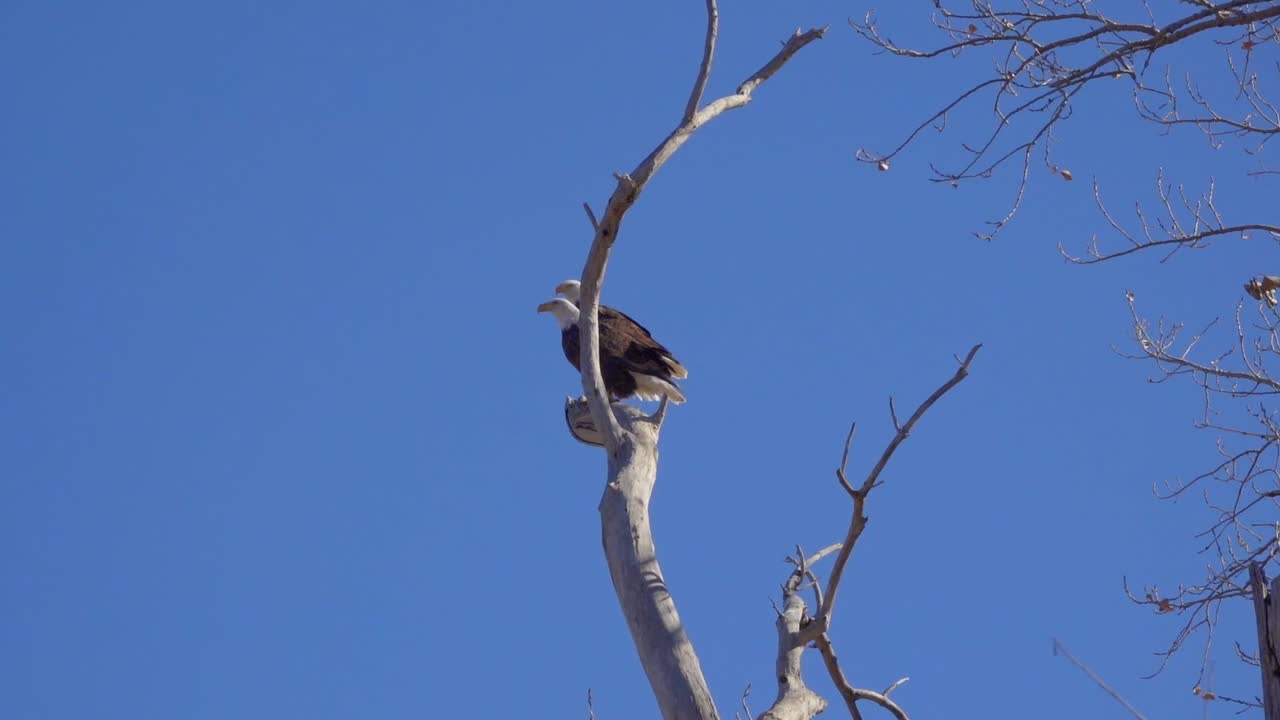 águilas calvas americanas descansan en una rama de árbol capturadas en cámara lenta mientras la cámara se desliza y gira