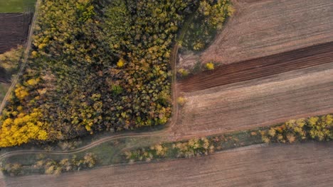 vista aérea de un camino de tierra, en medio de los campos al bosque, soleado, día de otoño - destornillador, disparo de drones